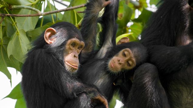 animals_hero_chimpanzee